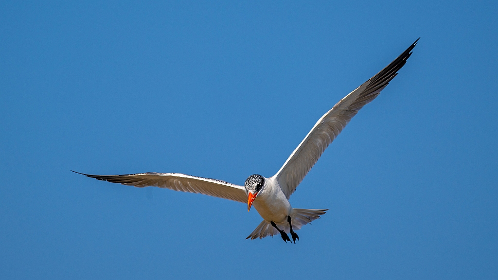 Caspian Tern